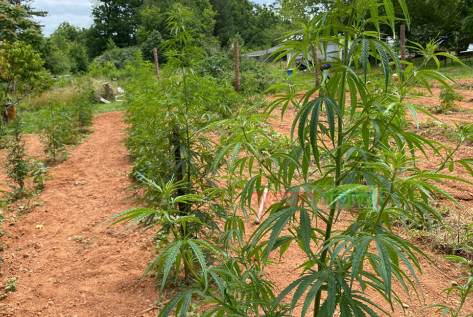 যুক্তরাষ্ট্রে সাড়ে ৪ হাজার কোটি টাকার গাঁজা উদ্ধার