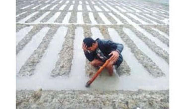 অসময়ের বৃষ্টিতে ক্ষতির মুখে শীতকালীন ফসল