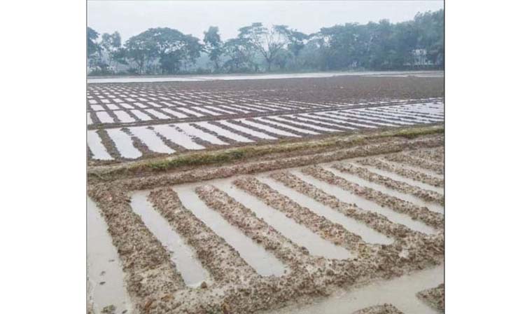 অসময়ের বৃষ্টিতে ক্ষতির মুখে শীতকালীন ফসল
