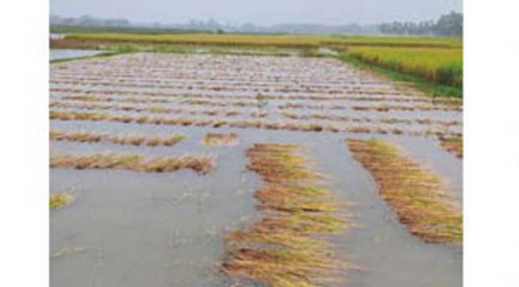 জমিতেই মিশে যাচ্ছে কৃষকদের সৃজিত ধান