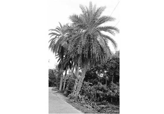 দাউদকান্দিতে হারিয়ে যাচ্ছে ঐতিহ্যবাহী খেজুর রস