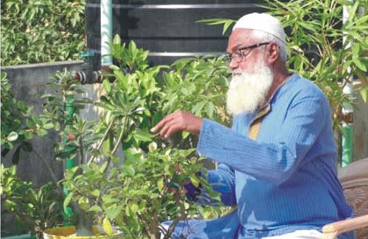 ছাদে বনসাইয়ের অরণ্য
