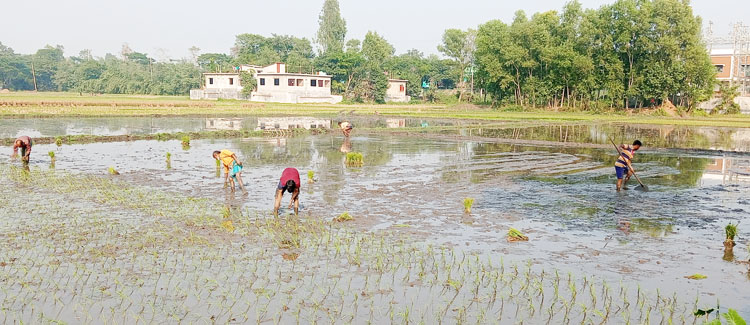 ব্রাহ্মণপাড়ায় বোরো ধান চাষে ব্যস্ত কৃষকরা 