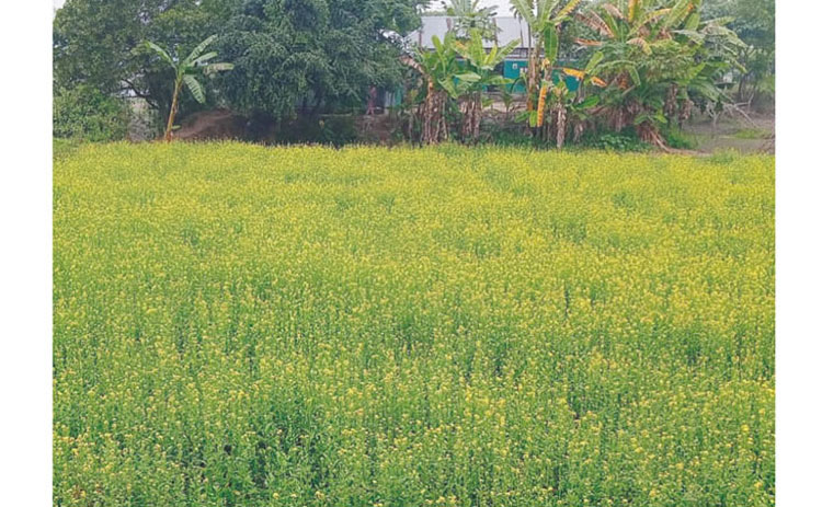 ব্রাহ্মণপাড়ায় সরিষা চাষে ক্ষতির মুখে কৃষক