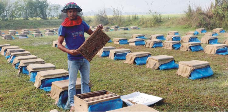 মধুর খোঁজে ছুটছে মৌমাছিরা