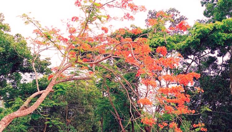 ব্রাহ্মণপাড়ায় শোভা ছড়াচ্ছে লাল-সজ্জিত কৃষ্ণচূড়া 