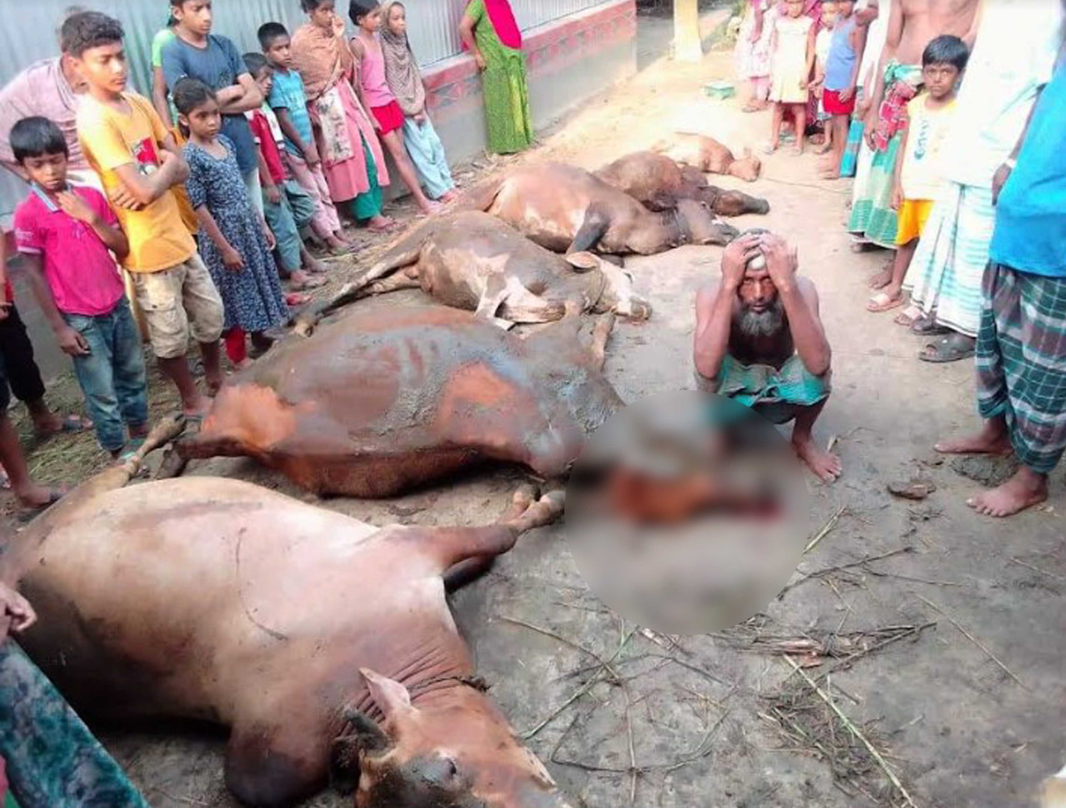 মুরাদনগরের বাঙ্গরায় বিদ্যুৎস্পৃষ্ট হয়ে ৬ গরুর মর্মান্তিক মৃত্যু