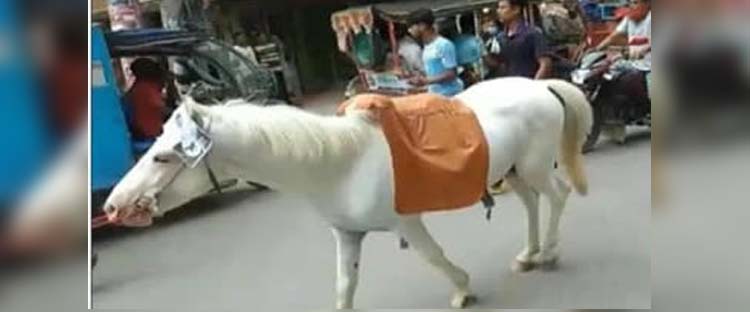 প্রচারণায় জীবন্ত ঘোড়া জরিমানা ৫০ হাজার