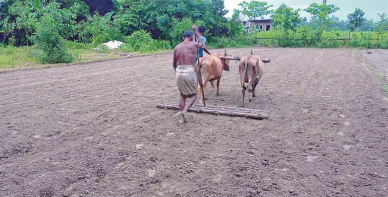 হারিয়ে যাচ্ছে গরু দিয়ে হাল চাষ 