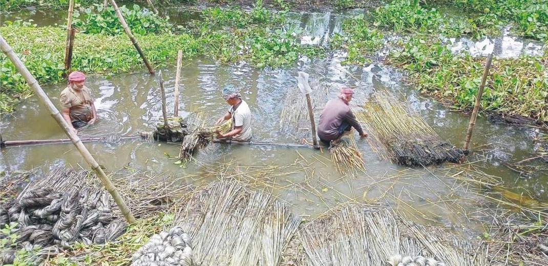 ব্রাহ্মণপাড়ায় পাটের আঁশ ছাড়াতে ব্যস্ত সময় পার করছে কৃষকরা