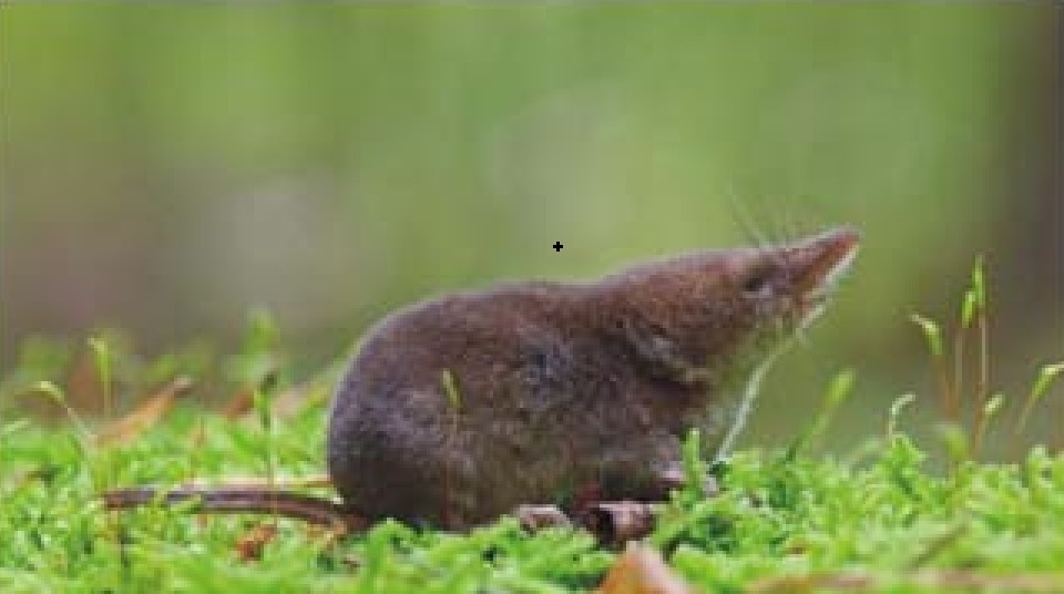 চীনে নতুন ভাইরাসের সংক্রমণ, আক্রান্ত ৩৫