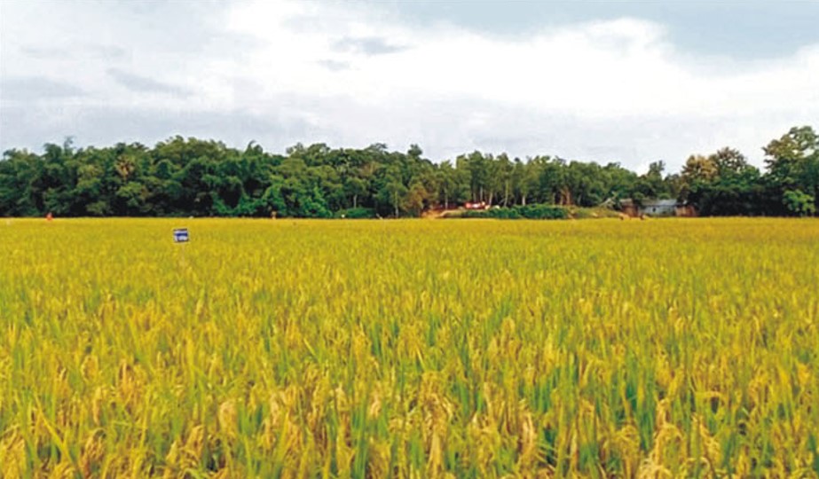 কুমিল্লার সীমান্তবর্তী জমিতে চার ফসলের সম্ভাবনা