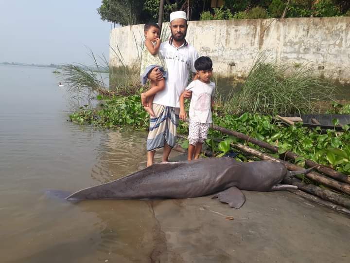 কুমিল্লার মেঘনা কাঠালিয়া নদী তীরে ভেসে উঠেছে মৃত শুশুক 