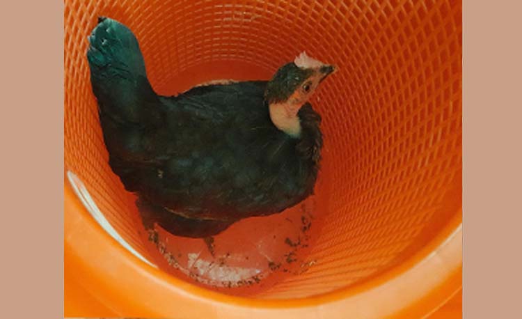 মুরগির ‘মালিকানা’ অস্বীকার