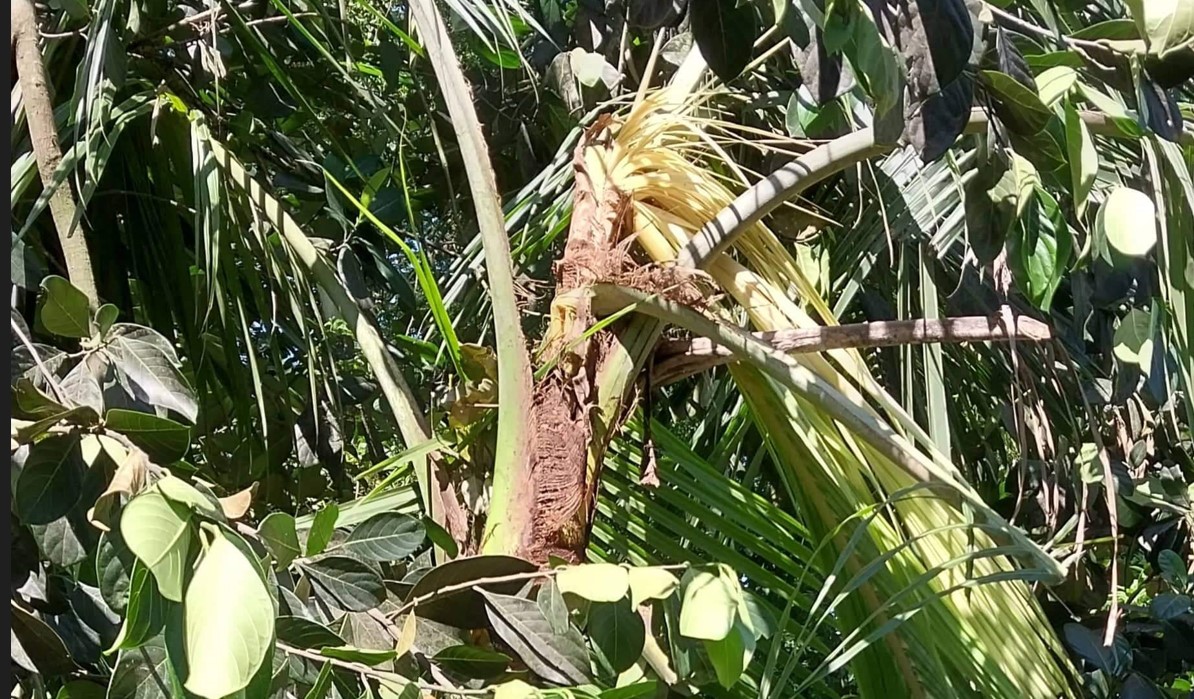 গাছের সাথে শত্রুতা 