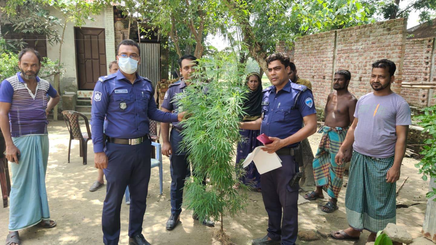 বুড়িচংএ বসত বাড়িতে গাঁজা গাছ, জব্দ করলো পুলিশ