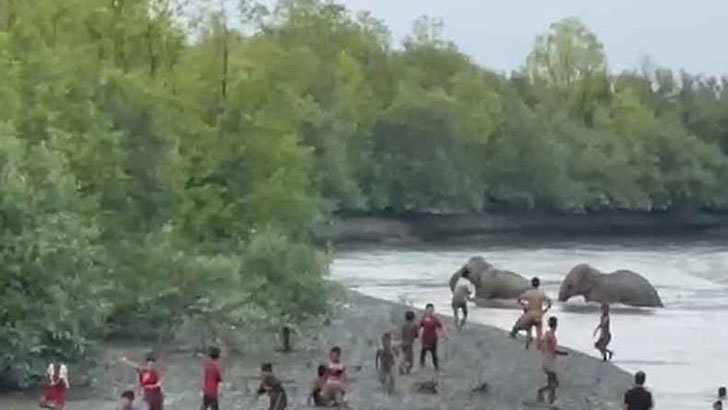 মিয়ানমার থেকে নদী সাঁতরে আরও ২ হাতি বাংলাদেশে