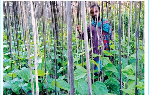 ব্রাহ্মণপাড়ায় ভালো নেই পান চাষিরা