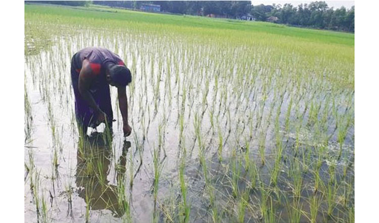 ব্রাহ্মণপাড়ায় আমন ধান রোপণে ব্যস্ত সময় পার করছে কৃষকরা