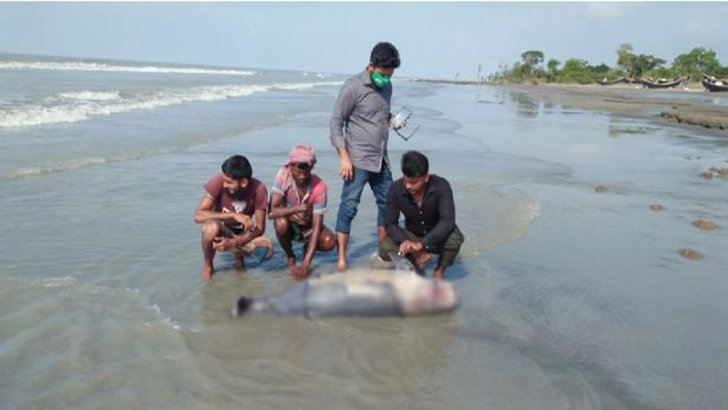 সমুদ্রসৈকতে আবারও ভেসে এলো মৃত ডলফিন