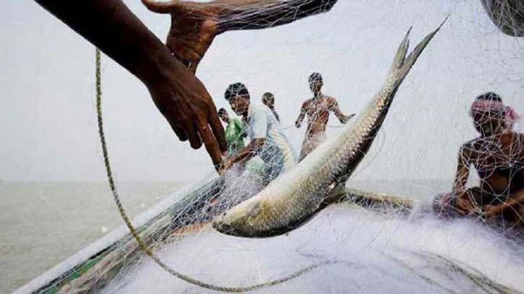 পদ্মায় ২২ দিন ইলিশ ধরা বন্ধ
