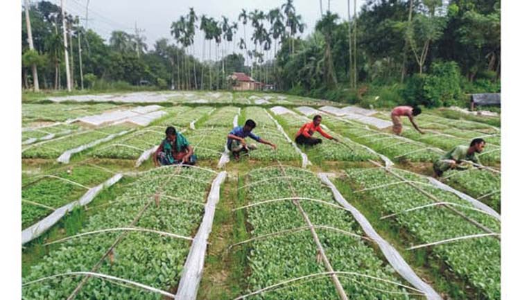 বছরে ৮২৪ হেক্টর আবাদি জমি কমছে   কুমিল্লায় 