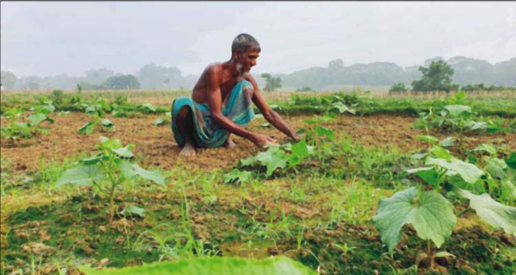 গোমতীর চরে ফসলের শুভ্র হাসি 