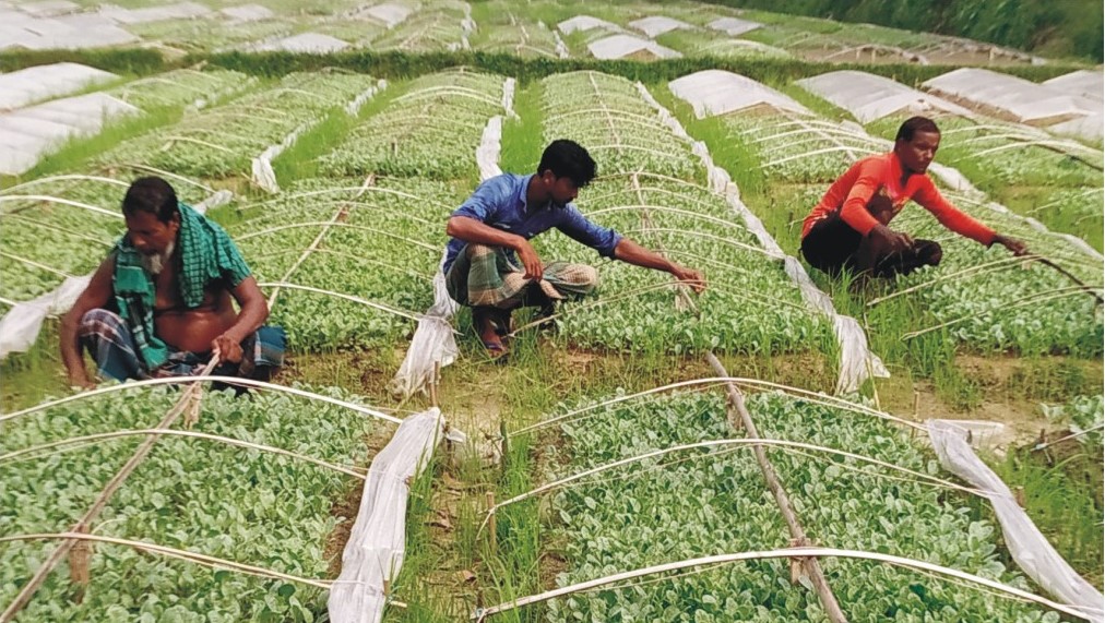 ৫ মাসে সাড়ে ৩ কোটির টাকা সবজির চারা বিক্রি 