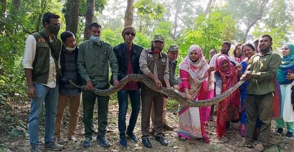 লোকালয়ে ধরা পড়লো ১৫ ফুট দৈর্ঘ্যের অজগর