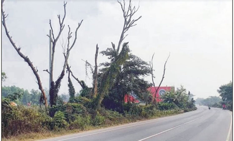 ঢাকা-চট্টগ্রাম মহাসড়কের পাশে মরাগাছ, দুর্ঘটনার আশঙ্কা