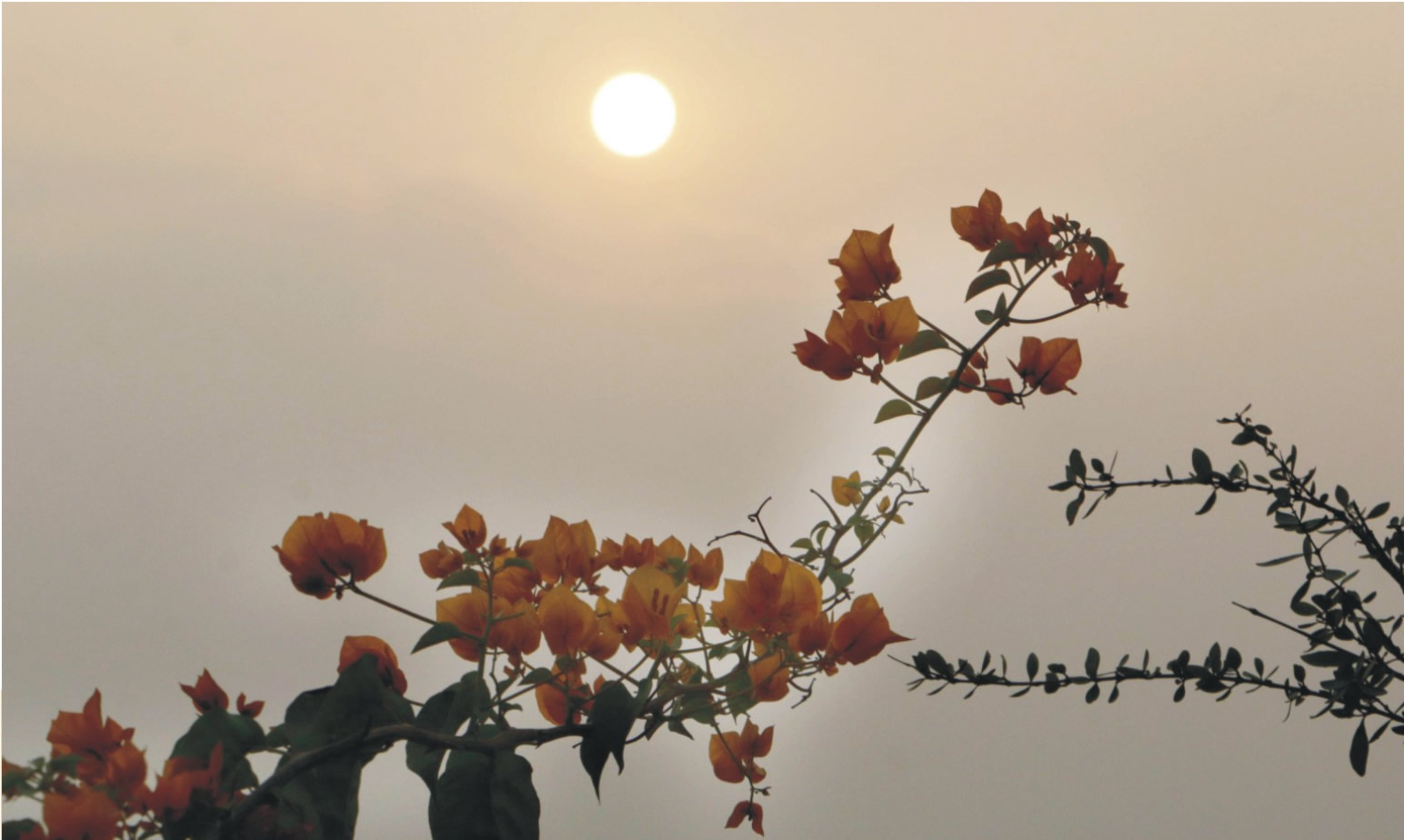 বসন্তের রঙে আরও একবার ভালোবাসার দিন