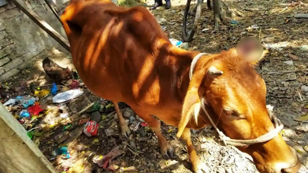 ভাতিজির বিয়েতে দাওয়াত না পেয়ে গরুর সঙ্গে চাচার নৃশংসতা