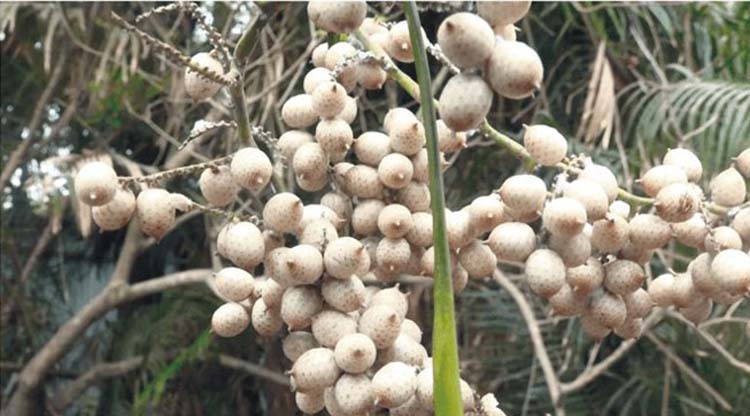 দাউদকান্দিতে হারিয়ে যাচ্ছে চিরচেনা বেত ফল