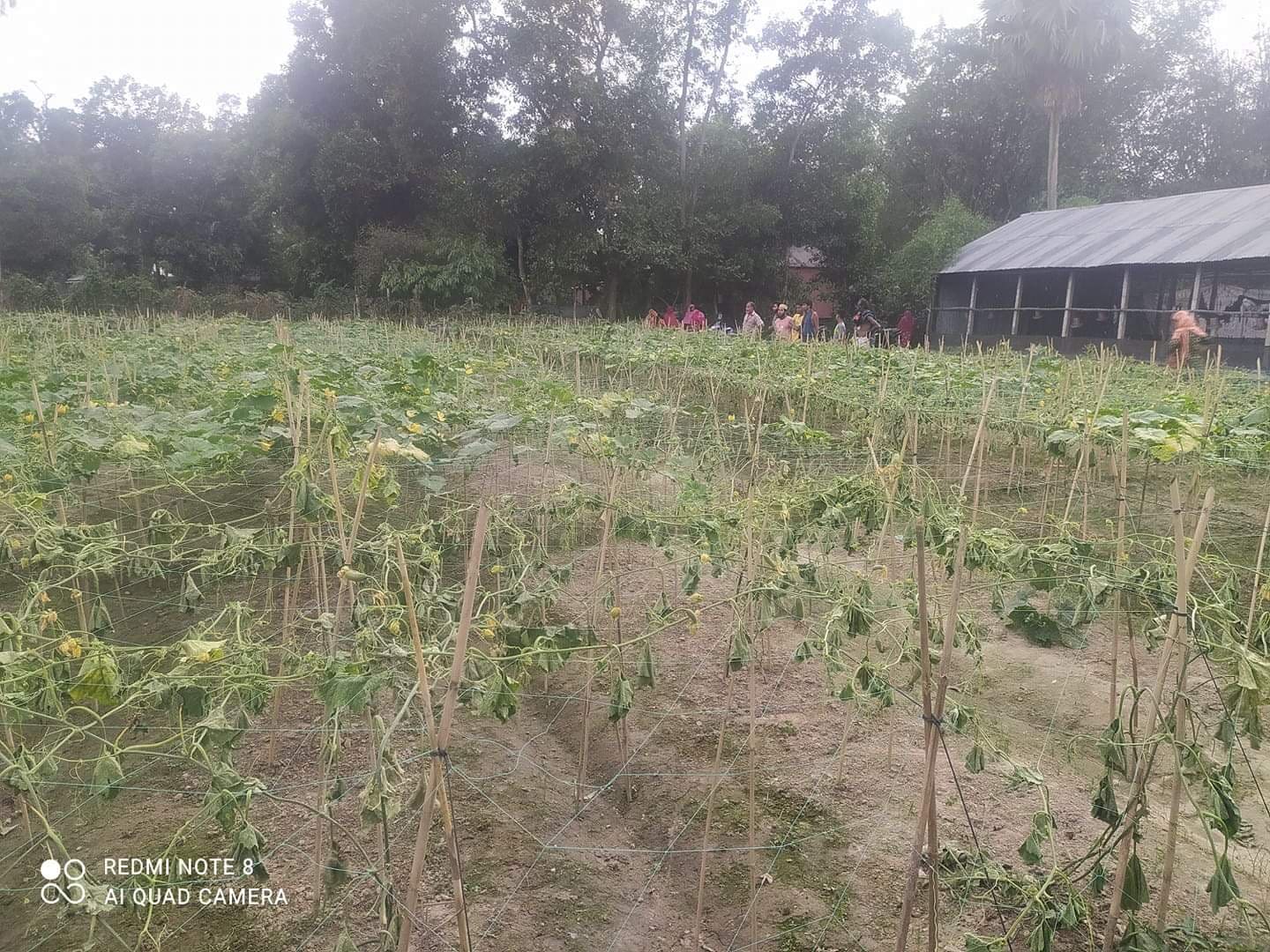 উপড়ে ফেলা হলো বর্গা নেওয়া ৩০ শতাংশ জমির সবজি