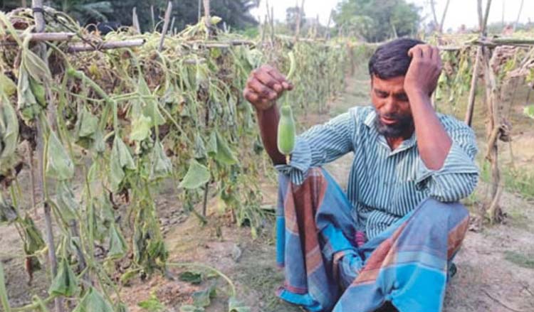  উপড়ে ফেলা হলো বর্গা চাষির  ৩০ শতাংশ জমির সবজি