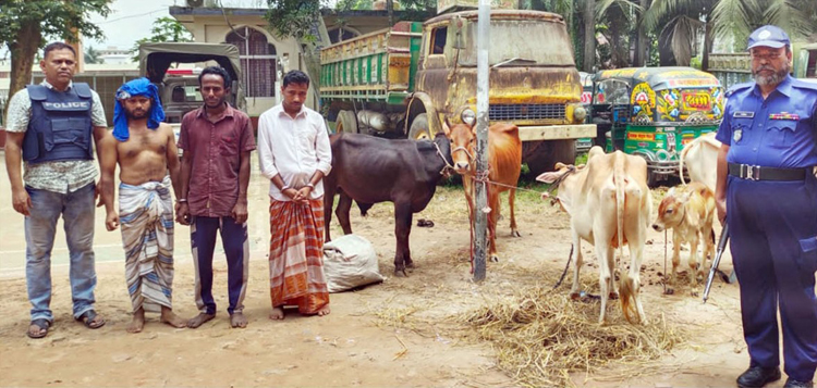 দেবীদ্বারে ৫ গরুসহ ৩ গরু চোর আটক