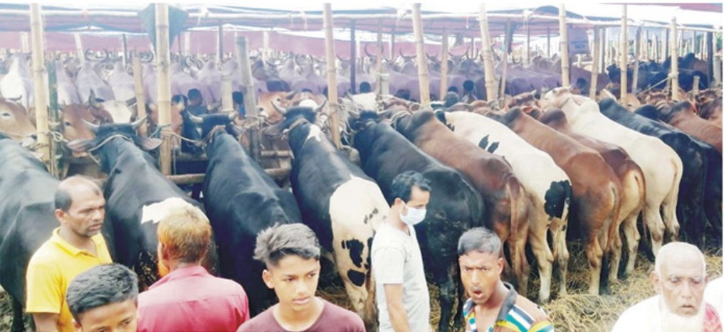 কোরবানির পশুর হাট চাহিদা বেশি ছোট ও মাঝারি গরুর