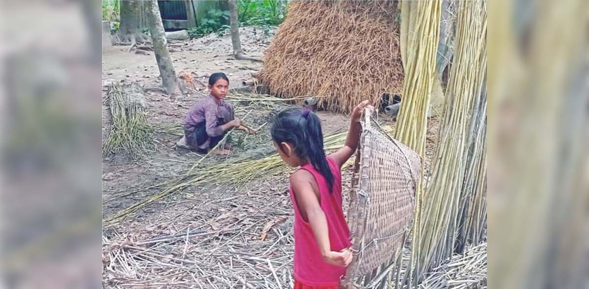 ব্রাহ্মণপাড়া- বুড়িচংয়ে পাট চাষে আগ্রহ হারাচ্ছে কৃষক 