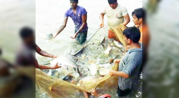 মাছ উৎপাদনে এবারও দেশের দ্বিতীয় স্থানে কুমিল্লা 