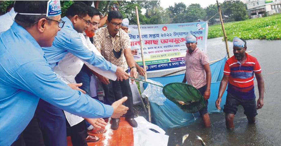 কুমিল্লায় পুকুরে পোনামাছ অবমুক্ত করলেন এমপি ও জেলা প্রশাসক