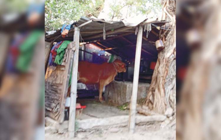 রেলওয়ে স্টাফ কোয়ার্টারে বিউটি পার্লার, কলোনিতে গরু-ছাগল!