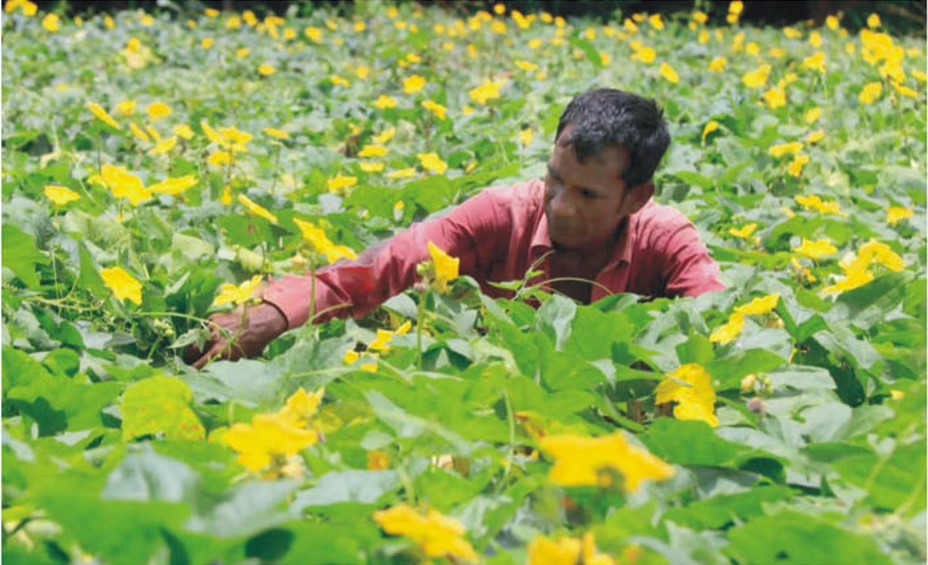 কুমিল্লায় খাদ্য উদ্বৃত্ত ৩ লাখ ৯ হাজার মেট্রিক টন