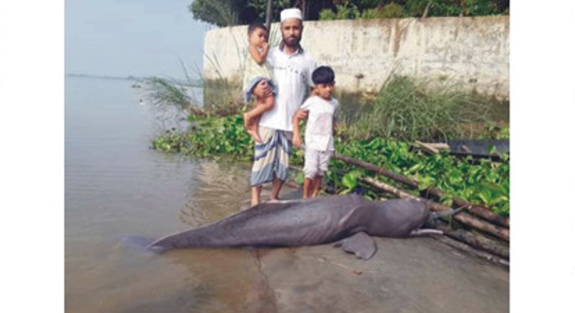 কুমিল্লার মেঘনা কাঠালিয়া নদীর তীরে ভেসে উঠলো মৃত শুশুক 