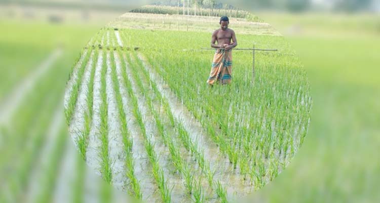 বুড়িচংয়ে আউশের জমির বেড়েছে ২১০ হেক্টর