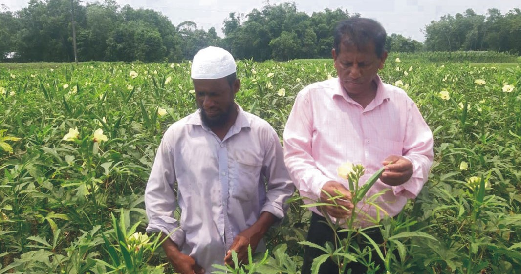 নিরাপদ সবজি গ্রাম বুড়িচংয়ের দক্ষিণগ্রাম 