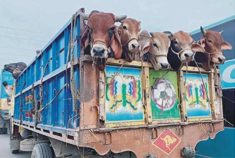 কুমিল্লায় পশুর হাট বসবে ৪৩০টি