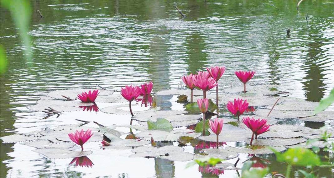 হারিয়ে যাচ্ছে নয়নাভিরাম জাতীয় ফুল শাপলা