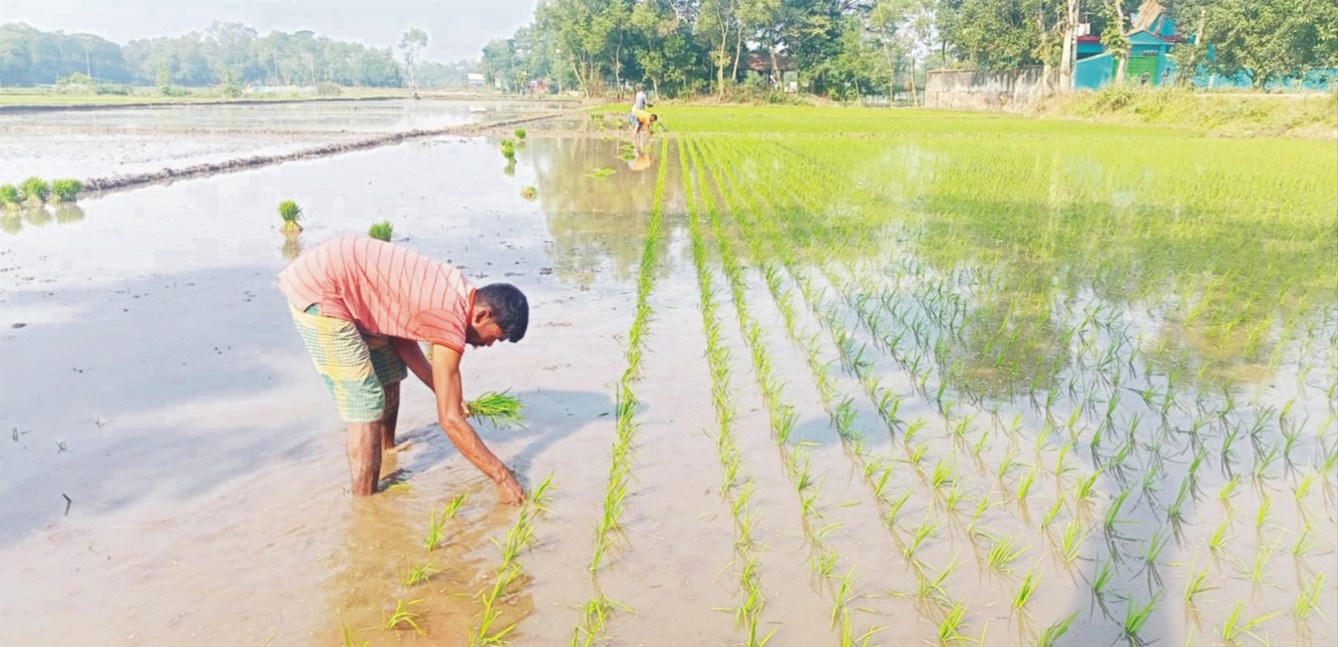   ইলিশের দাম কমলেও মিলছে না ক্রেতা