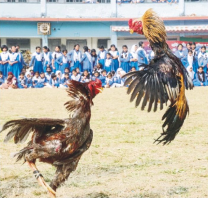  মোরগ লড়াই ও লাঠিখেলা দেখলো শিক্ষার্থীরা  : কুমিল্লায় তারুণ্যের উৎসব-২০২৫ 